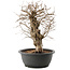 Carpinus coreana, 32,5 cm, ± 40 Jahre alt