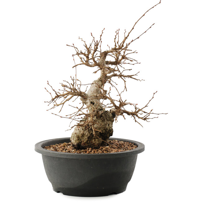 Carpinus coreana, 25 cm, ± 40 jaar oud