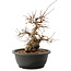 Carpinus coreana, 25 cm, ± 40 anni