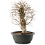 Carpinus coreana, 32,5 cm, ± 40 Jahre alt