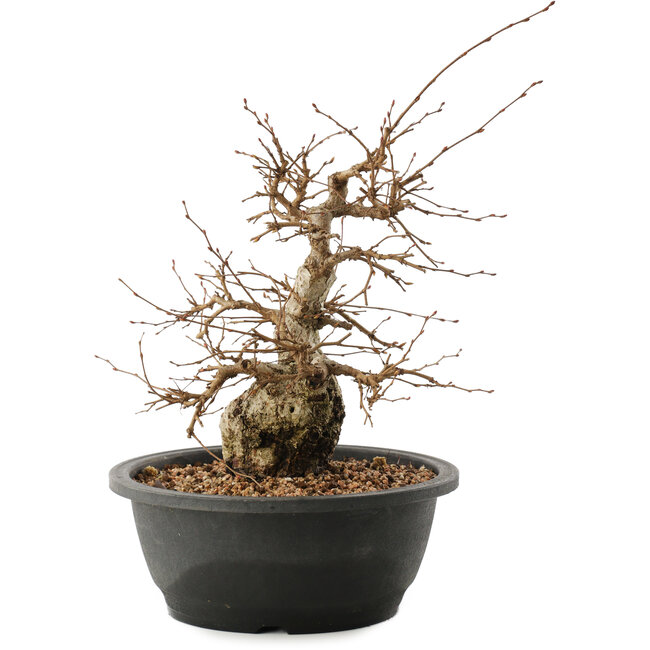 Carpinus coreana, 25 cm, ± 40 Jahre alt