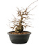 Carpinus coreana, 25 cm, ± 40 anni