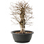 Carpinus coreana, 32,5 cm, ± 40 anni