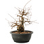 Carpinus coreana, 25 cm, ± 40 anni