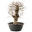 Carpinus coreana, 32,5 cm, ± 40 anni