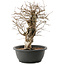 Carpinus coreana, 32,5 cm, ± 40 Jahre alt