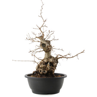 Carpinus coreana, 45 cm, ± 40 anni