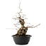 Carpinus coreana, 45 cm, ± 40 ans