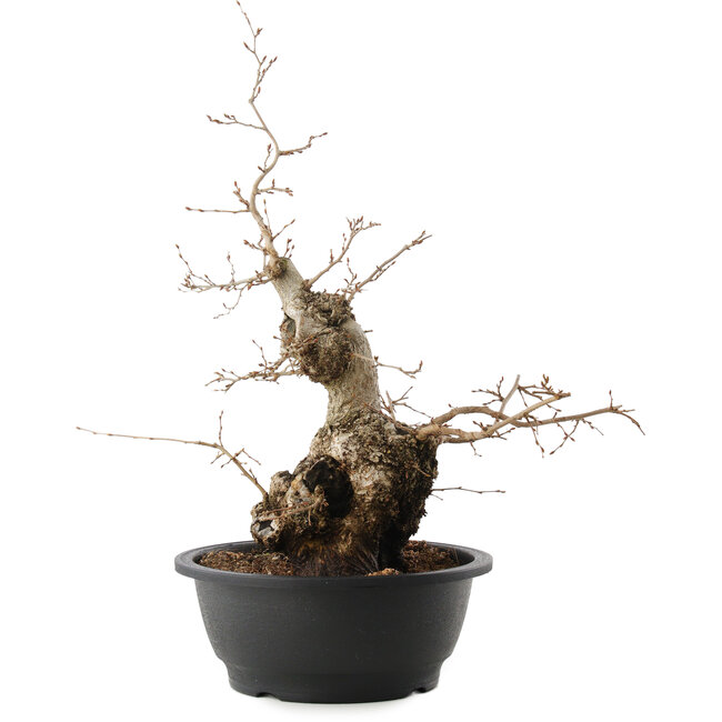 Carpinus coreana, 45 cm, ± 40 años