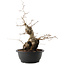 Carpinus coreana, 45 cm, ± 40 ans