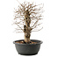 Carpinus coreana, 32,5 cm, ± 40 anni