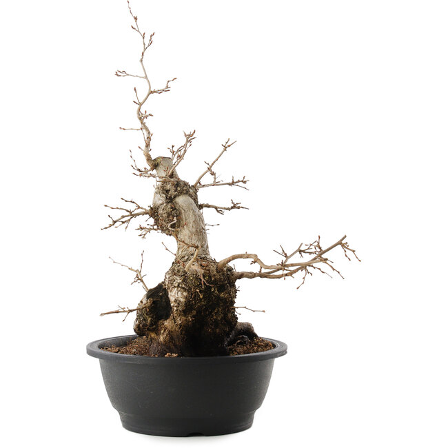 Carpinus coreana, 45 cm, ± 40 ans