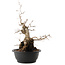 Carpinus coreana, 45 cm, ± 40 ans