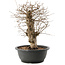 Carpinus coreana, 32,5 cm, ± 40 Jahre alt