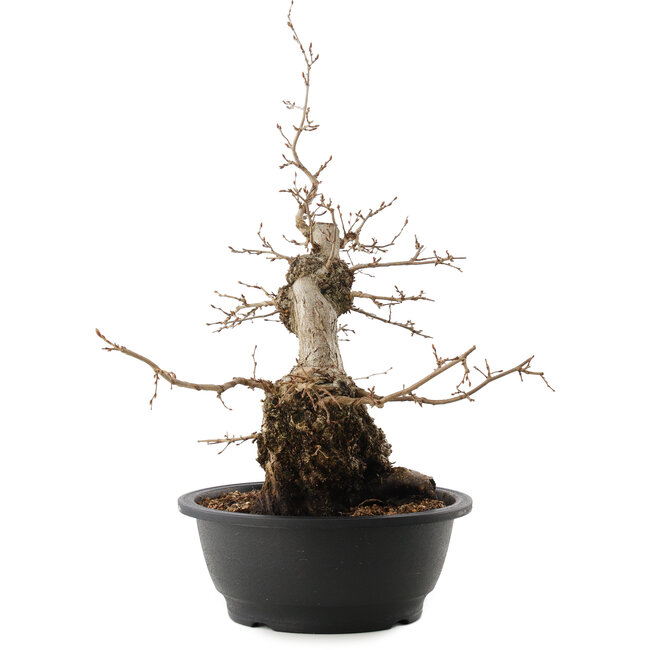 Carpinus coreana, 45 cm, ± 40 ans
