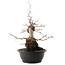 Carpinus coreana, 45 cm, ± 40 ans