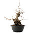 Carpinus coreana, 45 cm, ± 40 ans