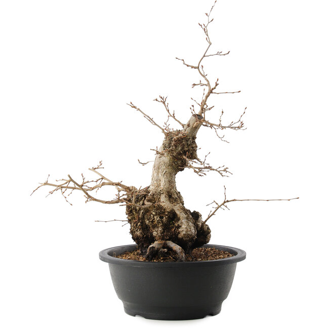 Carpinus coreana, 45 cm, ± 40 años