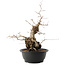 Carpinus coreana, 45 cm, ± 40 ans