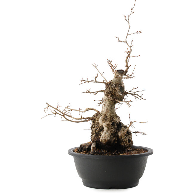 Carpinus coreana, 45 cm, ± 40 jaar oud