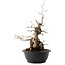 Carpinus coreana, 45 cm, ± 40 ans