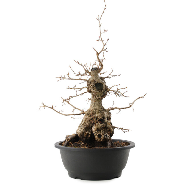 Carpinus coreana, 45 cm, ± 40 años