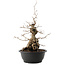 Carpinus coreana, 45 cm, ± 40 ans