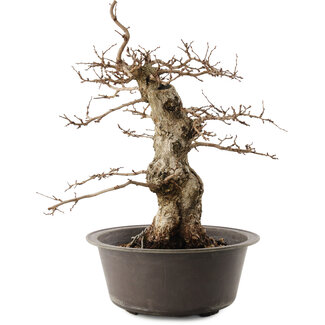 Carpinus coreana, 42 cm, ± 40 years old