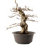 Carpinus coreana, 42 cm, ± 40 Jahre alt