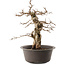 Carpinus coreana, 42 cm, ± 40 ans