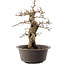 Carpinus coreana, 42 cm, ± 40 anni