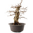 Carpinus coreana, 42 cm, ± 40 jaar oud