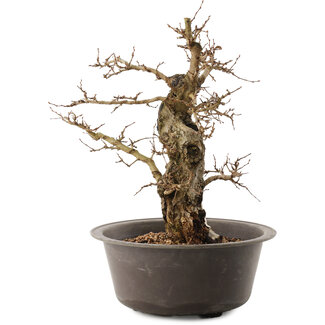 Carpinus coreana, 35,5 cm, ± 40 ans