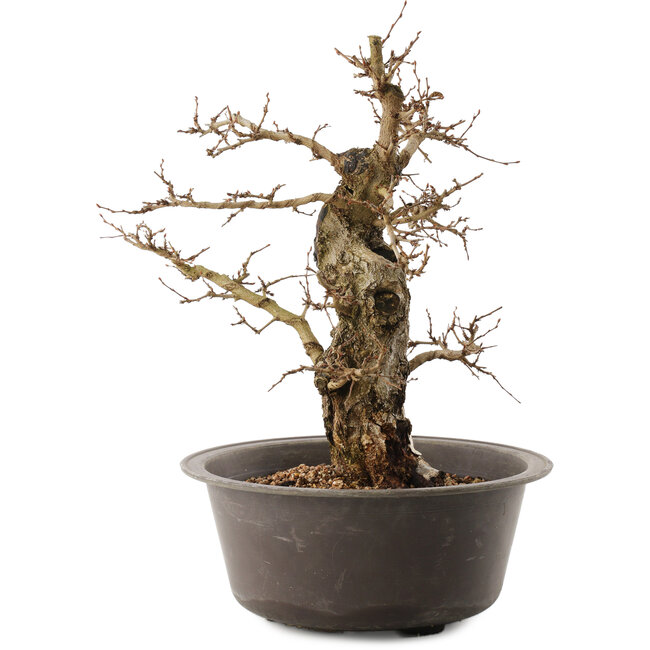 Carpinus coreana, 35,5 cm, ± 40 anni