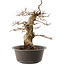 Carpinus coreana, 42 cm, ± 40 Jahre alt