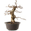 Carpinus coreana, 42 cm, ± 40 anni