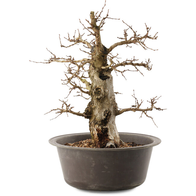 Carpinus coreana, 35,5 cm, ± 40 anni