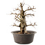 Carpinus coreana, 35,5 cm, ± 40 anni