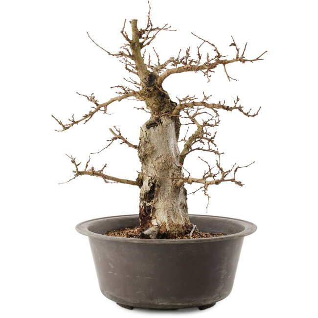 Carpinus coreana, 35,5 cm, ± 40 jaar oud