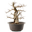 Carpinus coreana, 35,5 cm, ± 40 anni