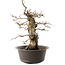 Carpinus coreana, 42 cm, ± 40 anni