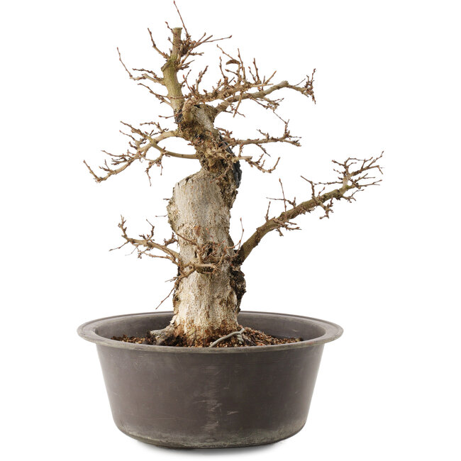 Carpinus coreana, 35,5 cm, ± 40 años