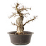 Carpinus coreana, 35,5 cm, ± 40 jaar oud