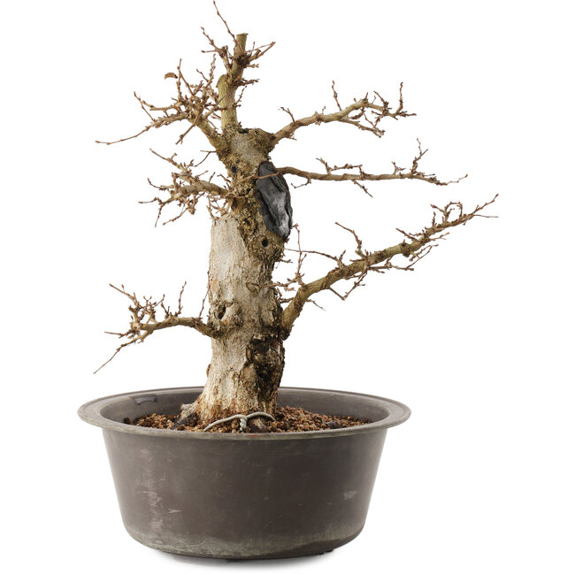 Carpinus coreana, 35,5 cm, ± 40 ans