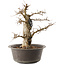 Carpinus coreana, 35,5 cm, ± 40 anni