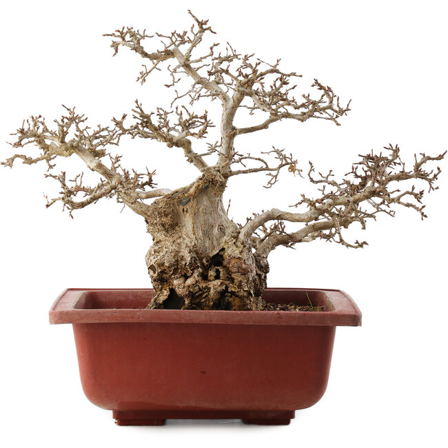 Carpinus coreana, 38 cm, ± 40 jaar oud