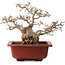 Carpinus coreana, 38 cm, ± 40 Jahre alt