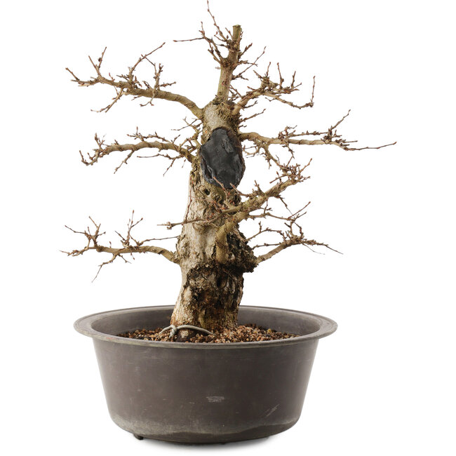 Carpinus coreana, 35,5 cm, ± 40 anni