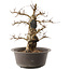 Carpinus coreana, 35,5 cm, ± 40 anni