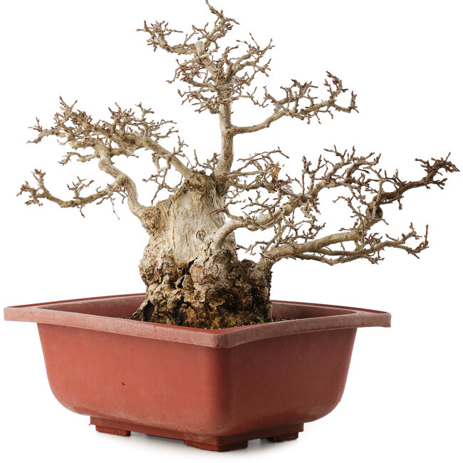 Carpinus coreana, 38 cm, ± 40 ans